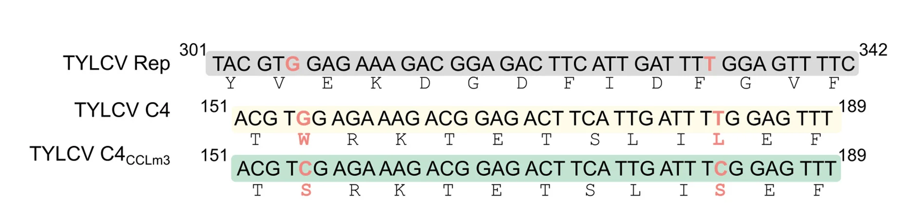 Open access visualization of Illustration, C4CCLm3 Mutant, C4, Rep, Nucleotide Sequence