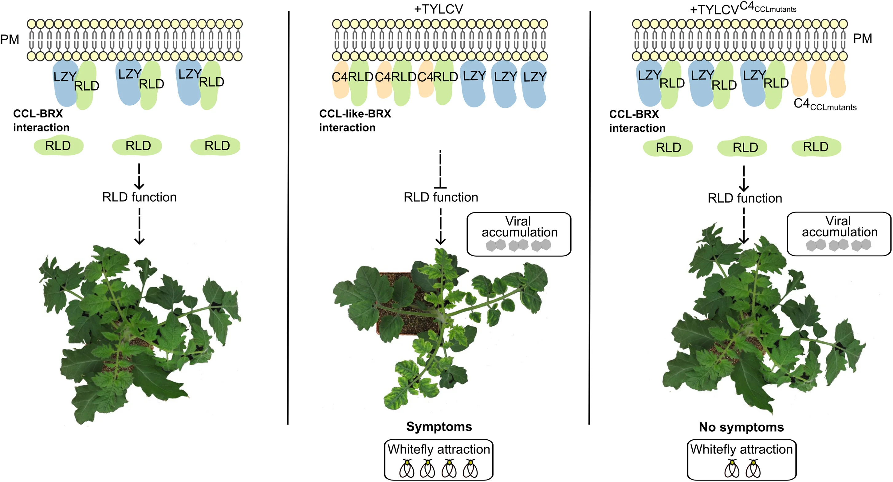 Open access visualization of Workflow, Illustration, RLD Function, LZY Proteins, Plant Development