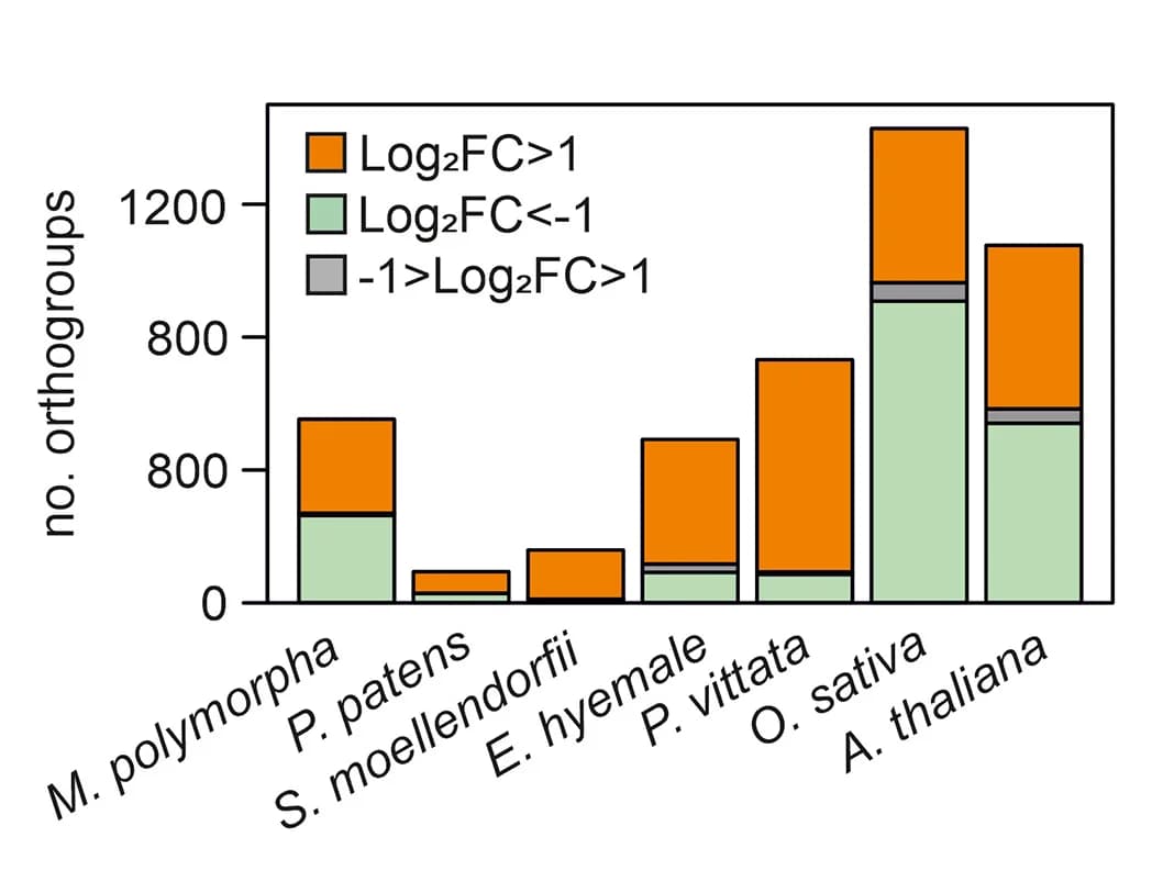 Open access visualization of Stacked Bar Plot, Orthogroups, Bar Plot, Upregulated Genes, Downregulated Genes
