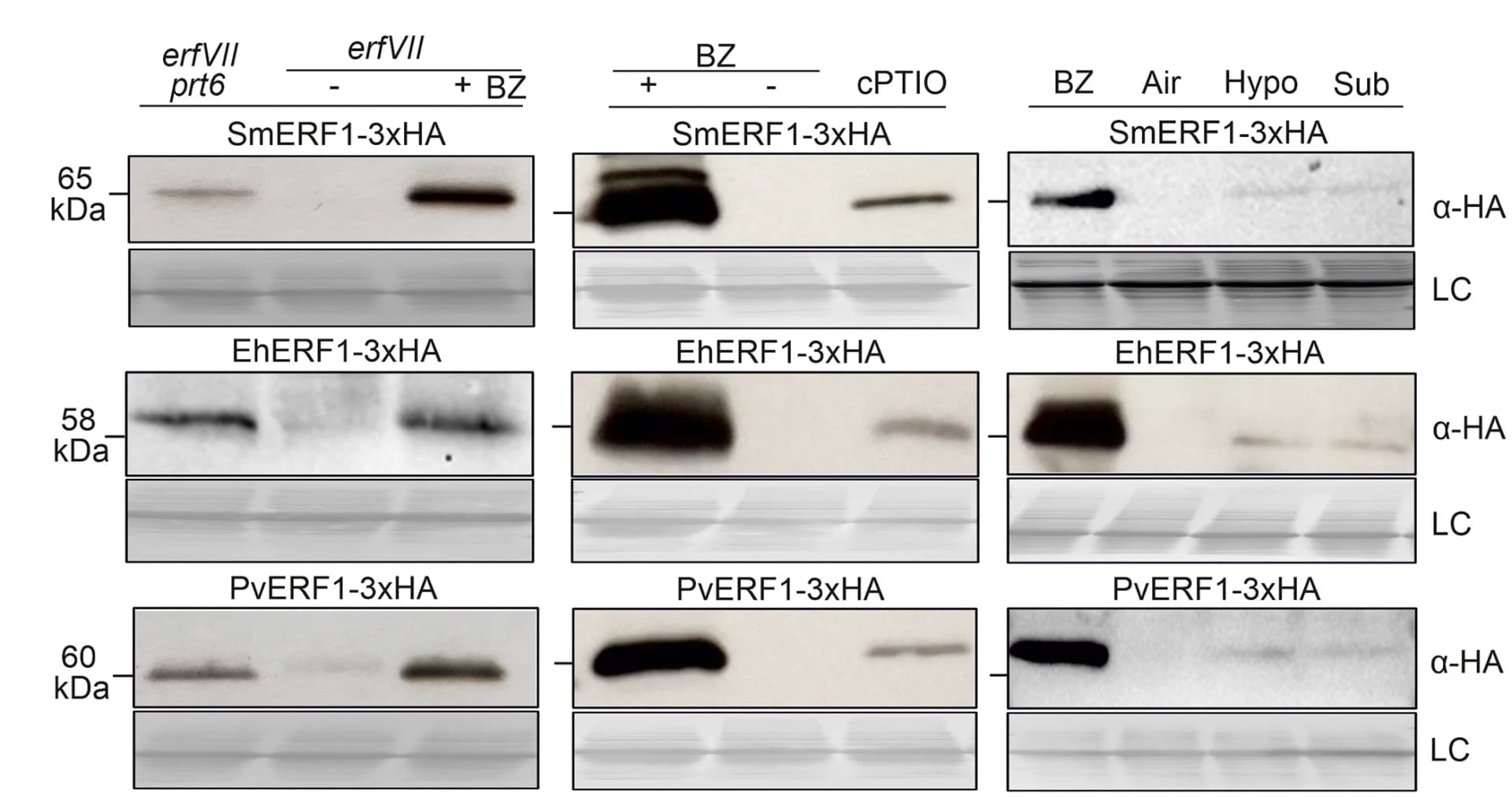 Open access visualization of Gel, Western Blot, SmERF13xHA, EhERF13xHA, PvERF13xHA
