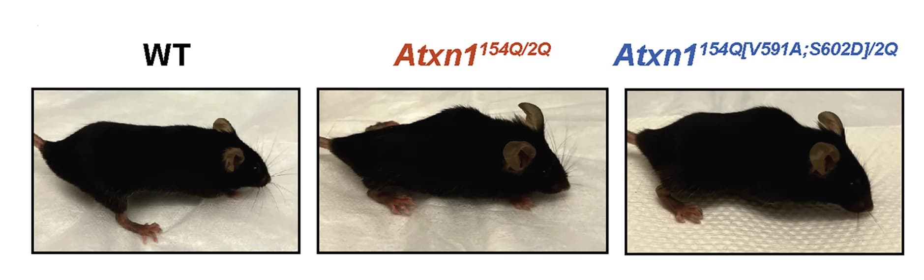 Open access visualization of Photo, Atxn1, Mouse Model, Kyphosis, Wild-type Mice