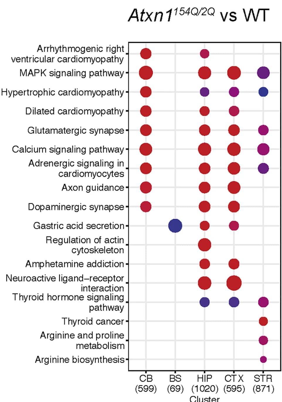 Open access visualization of Bubble Plot, Dot Plot, KEGG Pathways, Differentially Expressed Genes, Brain Region