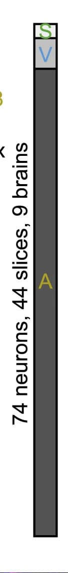 Open access visualization of Bar Plot, Stacked Bar Plot, ZI Neurons, Cortex-Projecting Neurons, ACx