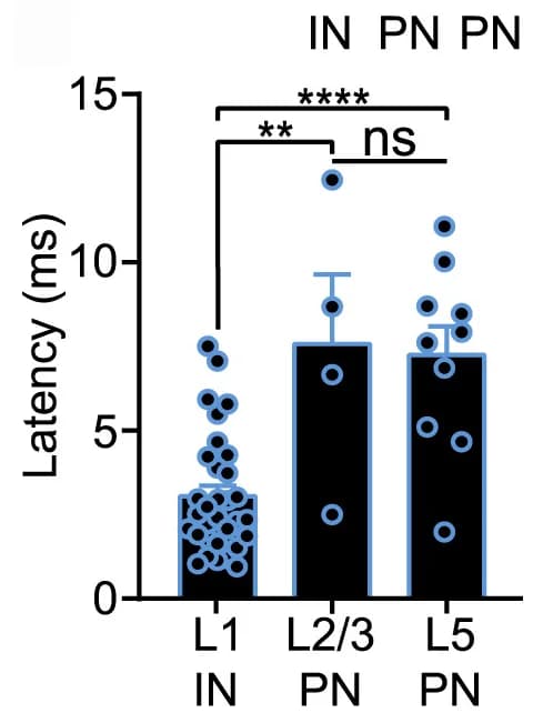Open access visualization of Bar Plot, Error Bars, Scatter Plot, IPSC peak, L1 INs