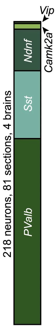 Open access visualization of Stacked Bar Plot, ZI, Interneurons, PValb, Sst