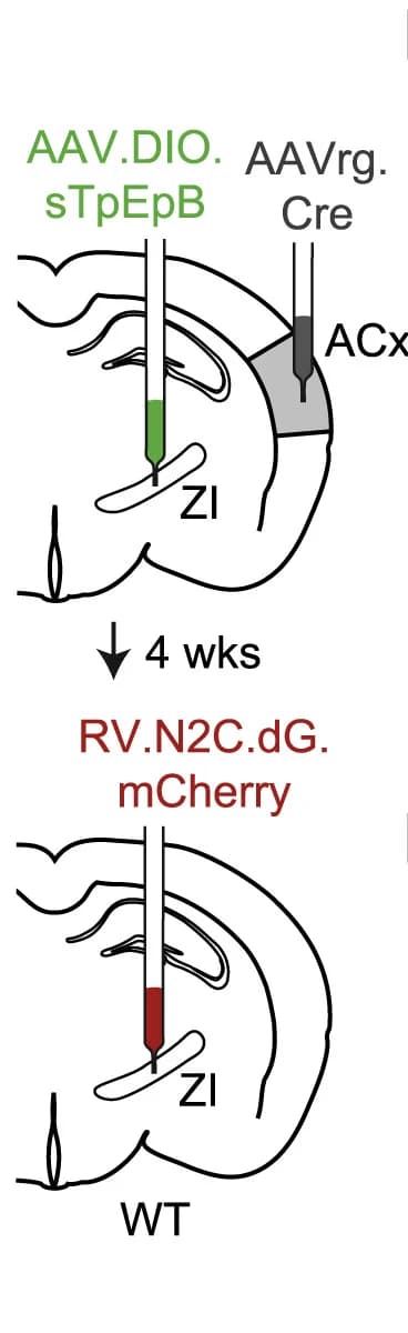 Open access visualization of Illustration, Workflow, Monosynaptic Inputs, ZI Neurons, ACx