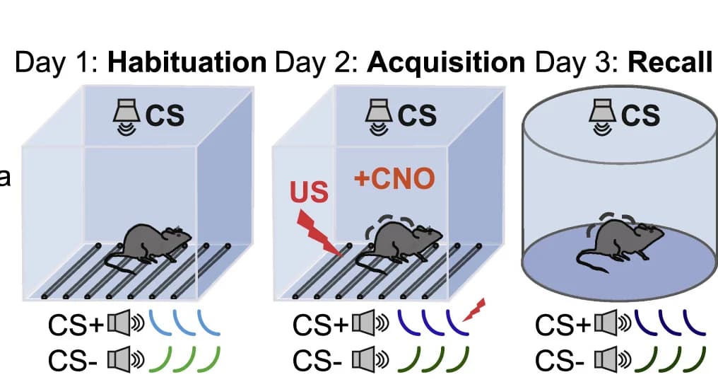 Open access visualization of Workflow, Illustration, Auditory Threat Conditioning, Complex CSs, CNO Infusion