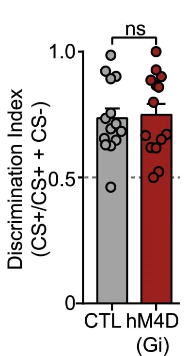 Open access visualization of Bar Plot, Error Bars, Discrimination Index, Controls, hM4DGi-expressing Animals