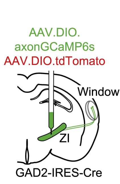 Open access visualization of Illustration, Workflow, Calcium Imaging, GABAergic ZI boutons, ACx