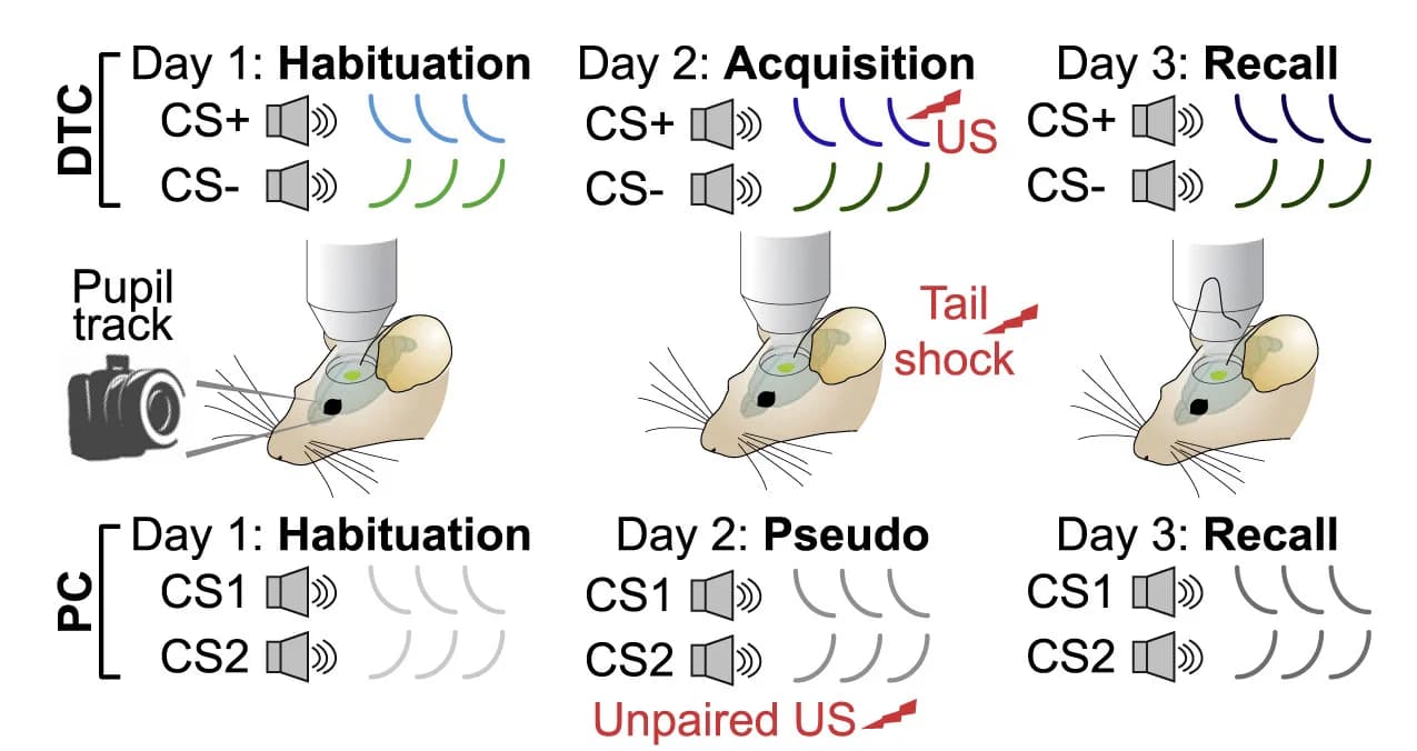 Open access visualization of Workflow, Illustration, Auditory Threat Conditioning, Pseudoconditioning, Pupil Dilation