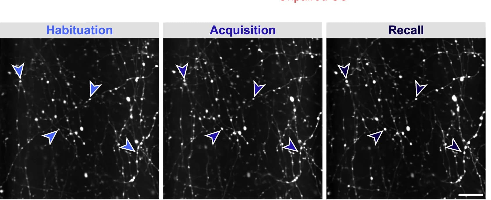 Open access visualization of Microscopy, Boutons, Scale Bar