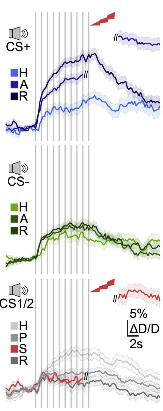 Open access visualization of Line Plot, Error Bars, Pupil Diameter, Conditioned Mice, Pseudoconditioned Mice
