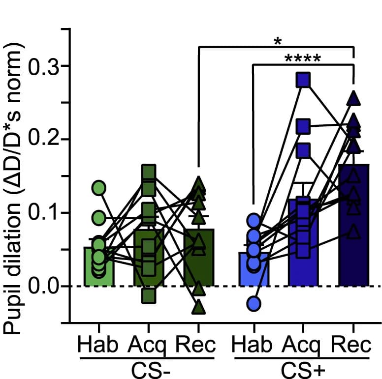 Open access visualization of Bar Plot, Scatter Plot, Error Bars, Pupil Dilation, Auditory Threat Conditioning