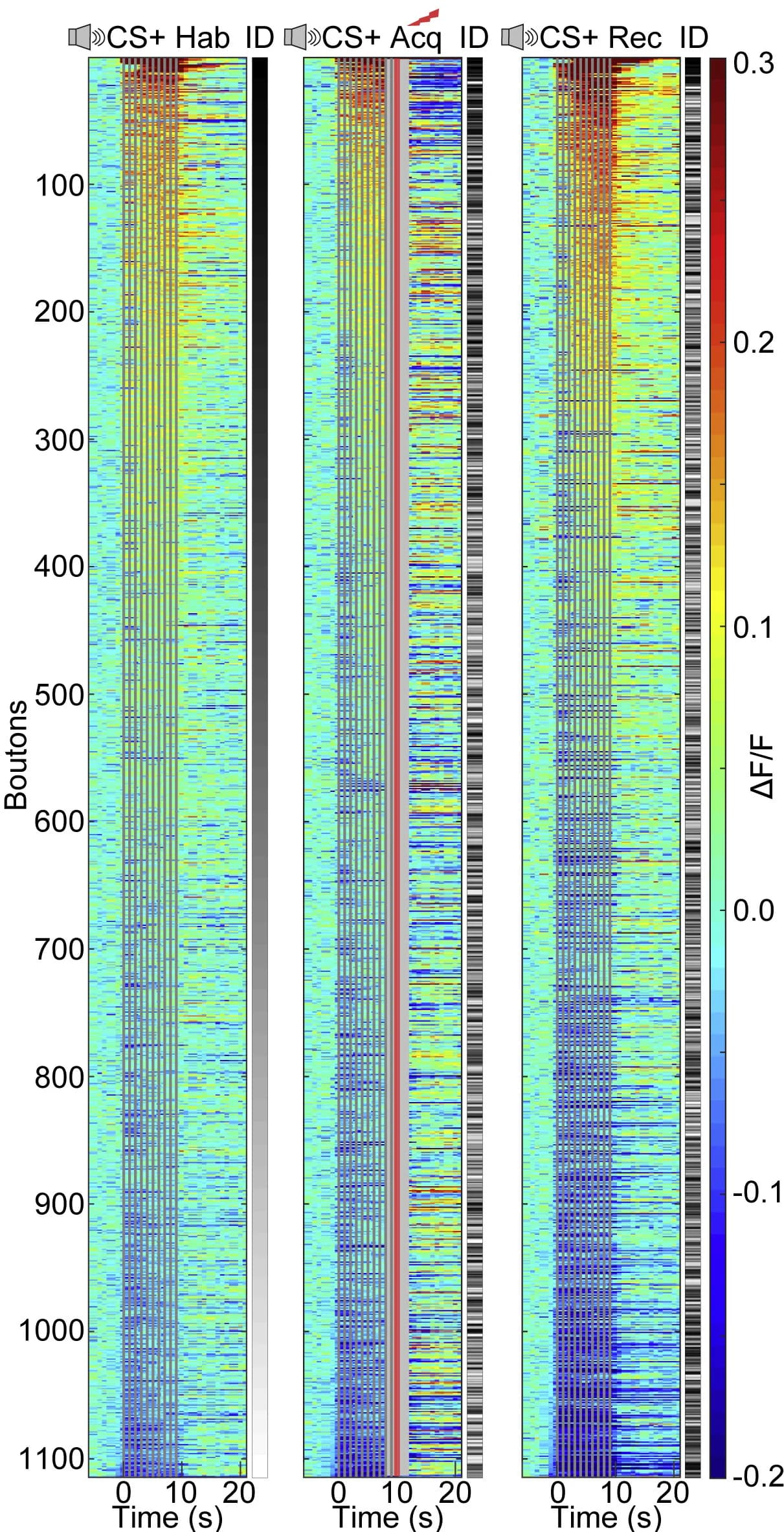 Open access visualization of Heatmap, Bouton Responses, CS+, Amplitude, FM-sweeps