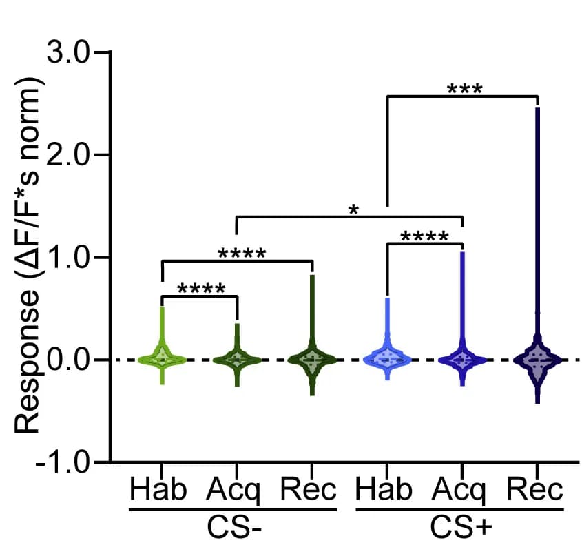 Open access visualization of Violin Plot, Response Integral, Distribution, CSs, Boutons