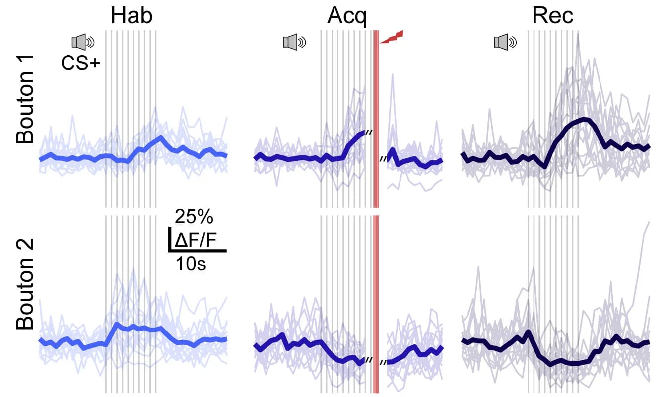 Open access visualization of Line Plot, Single-Trial, Average, CS+ Responses, Excitatory Potentiation