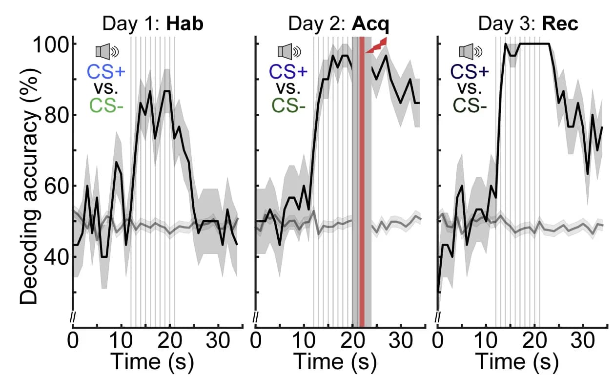 Open access visualization of Line Plot, Error Bars, Bouton Population Decoding, CS+, CS−