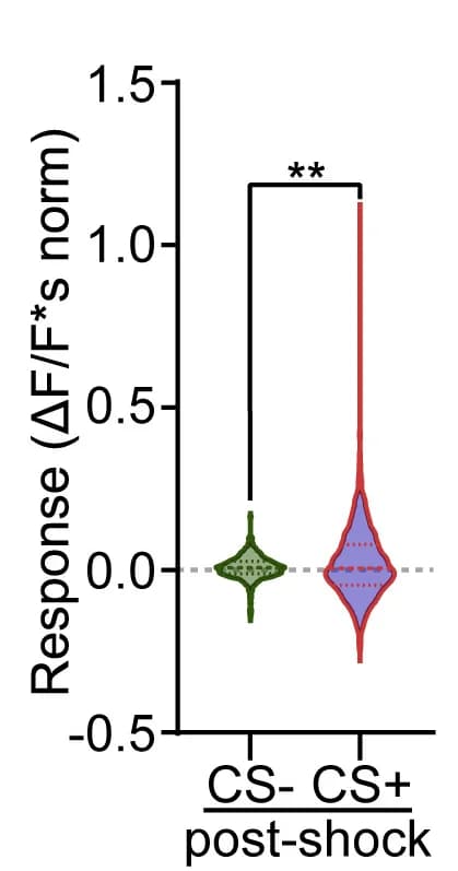 Open access visualization of Violin Plot, Response Integral, Post-shock window, CS+, CS−
