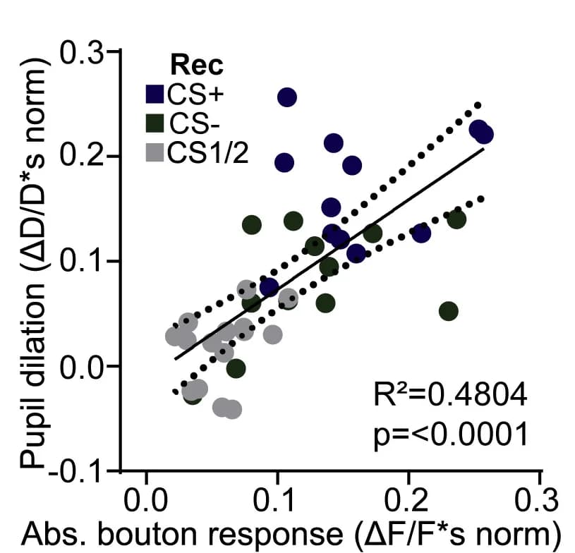 Open access visualization of Scatter Plot, Regression Plot, Pupil Dilation, Mean Absolute Bouton Response, Recall