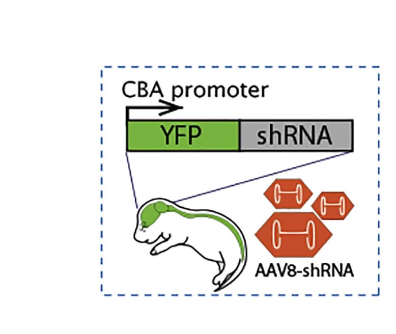 Open access visualization of Illustration, Workflow, Intracerebroventricular Injection, shRNA, AAV8
