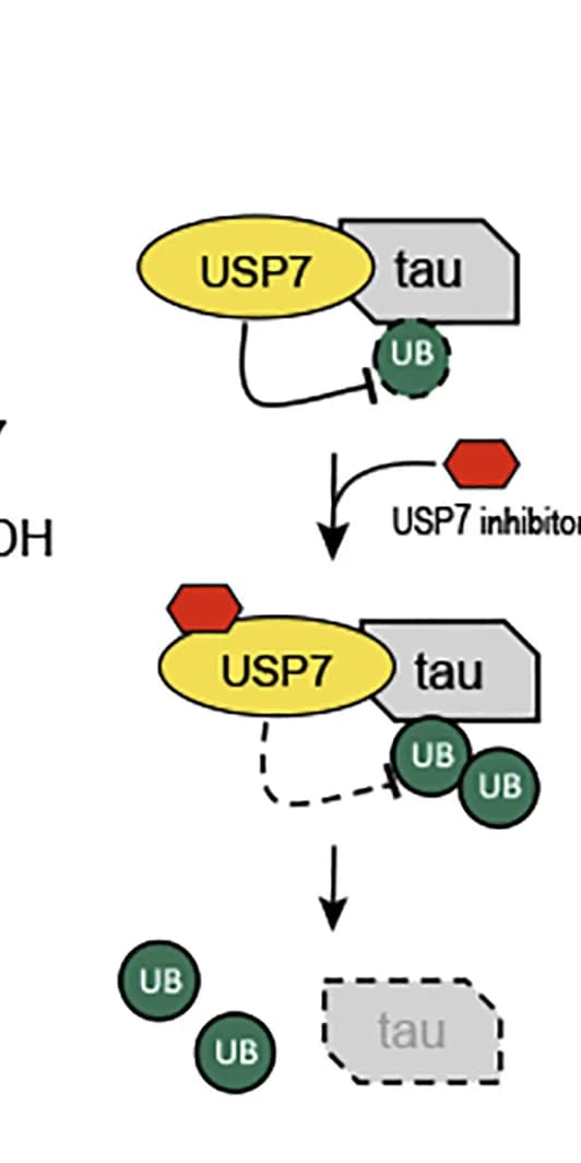 Open access visualization of Workflow, Flowchart, Illustration, Tau, Deubiquitination
