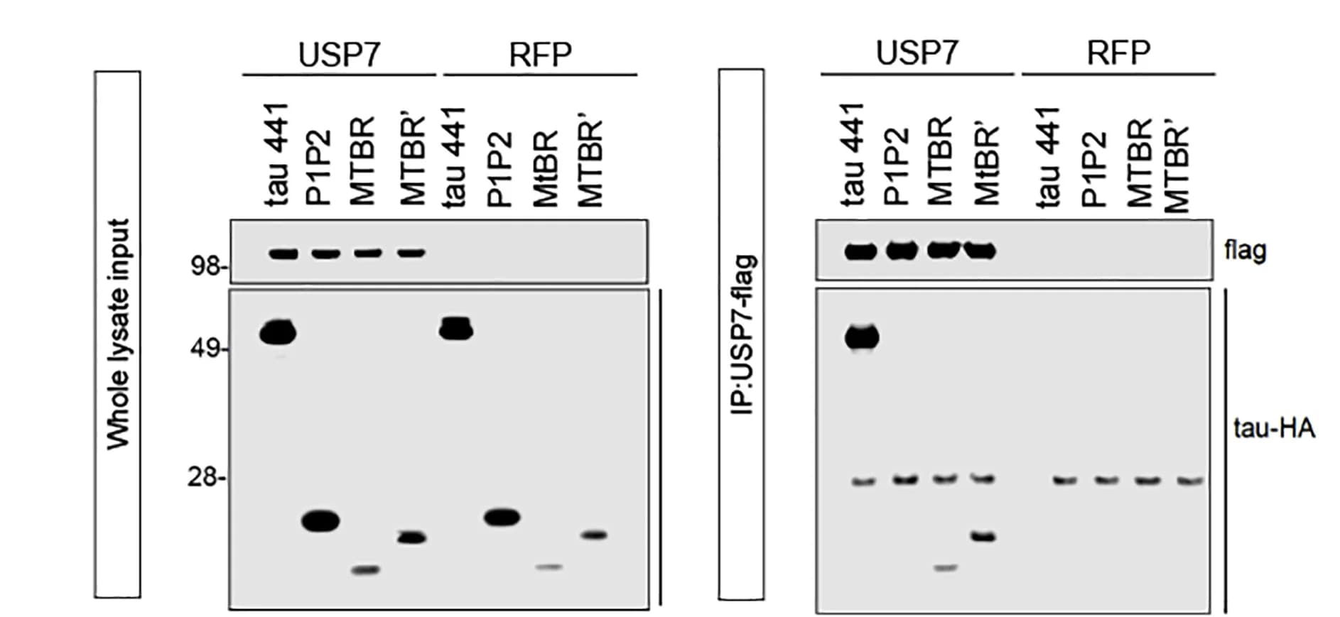 Open access visualization of Gel, Co-immunoprecipitation, Tau Domain, USP7-FLAG, 293T Cells