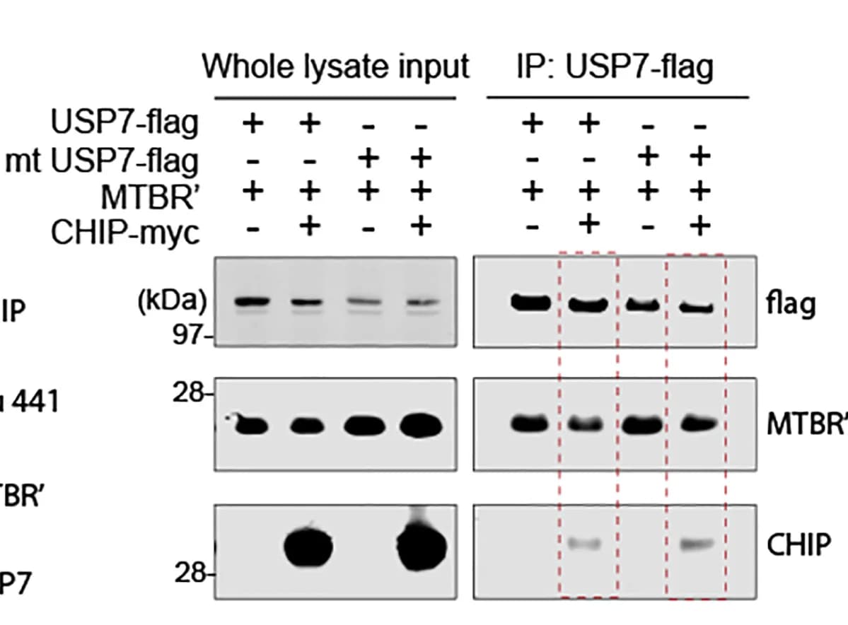 Open access visualization of Gel, IB, Tau, USP7, CHIP