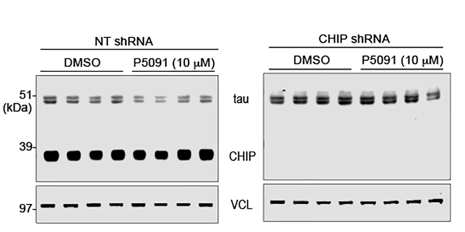 Open access visualization of Gel, Blot, CHIP, Depletion, USP7 Inhibitor