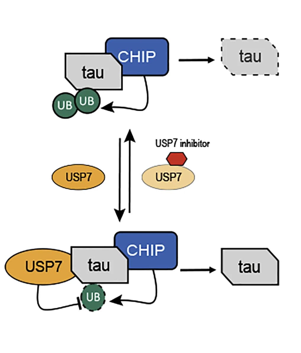 Open access visualization of Workflow, Flowchart, Illustration, Model, USP7