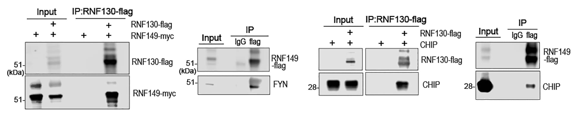 Open access visualization of Gel, IB, RNF130, RNF149, FYN