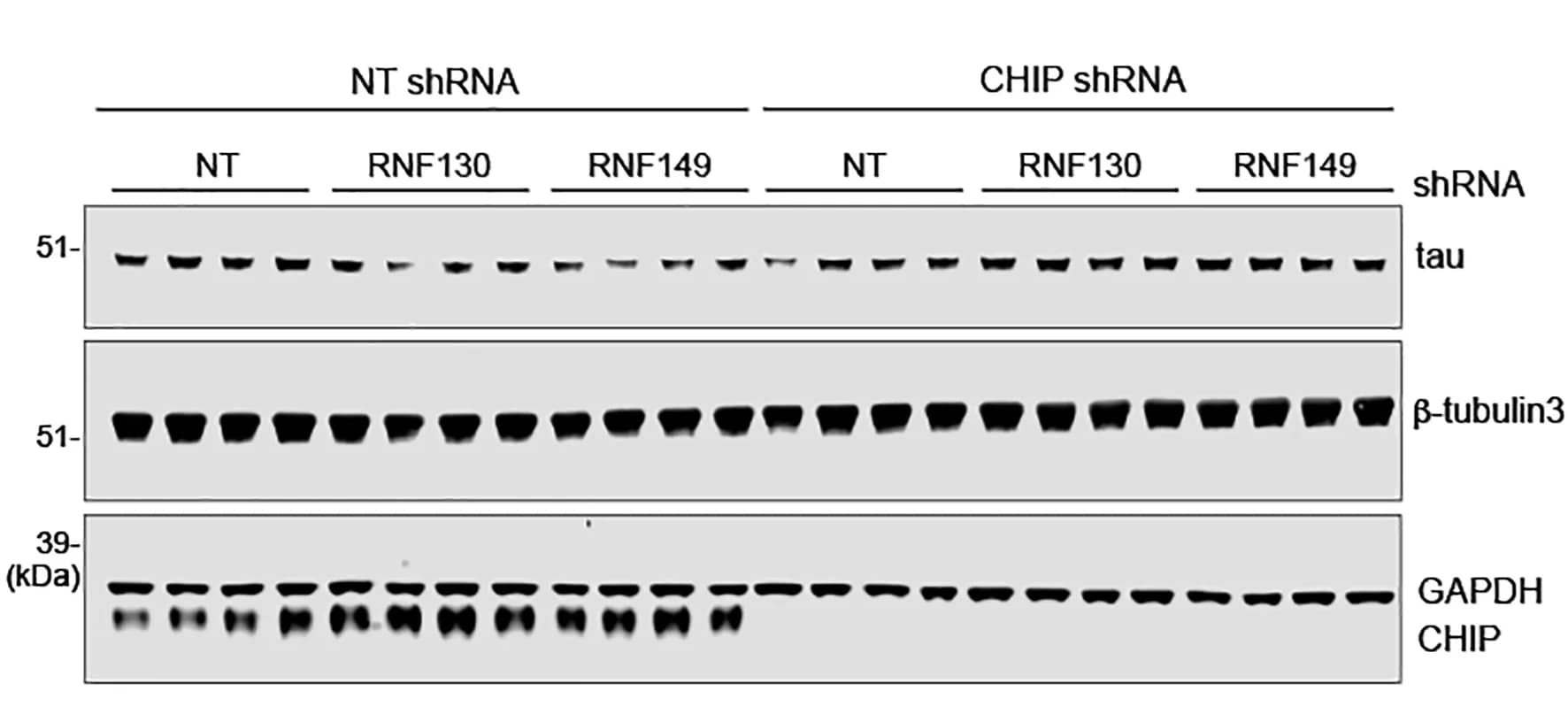 Open access visualization of Gel, IB, Tau, CHIP, RNF130