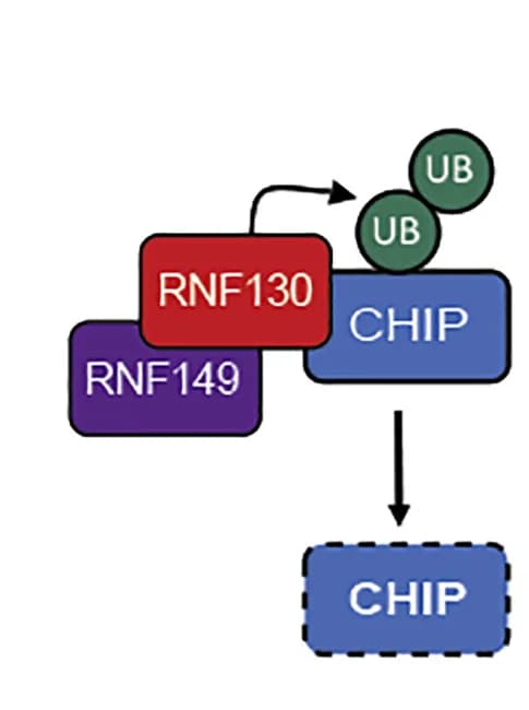 Open access visualization of Workflow, Illustration, RNF149, RNF130, CHIP
