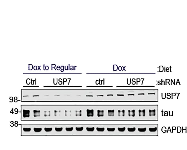 Open access visualization of Gel, IB Images, USP7 Knockdown, Tau Protein, Mice