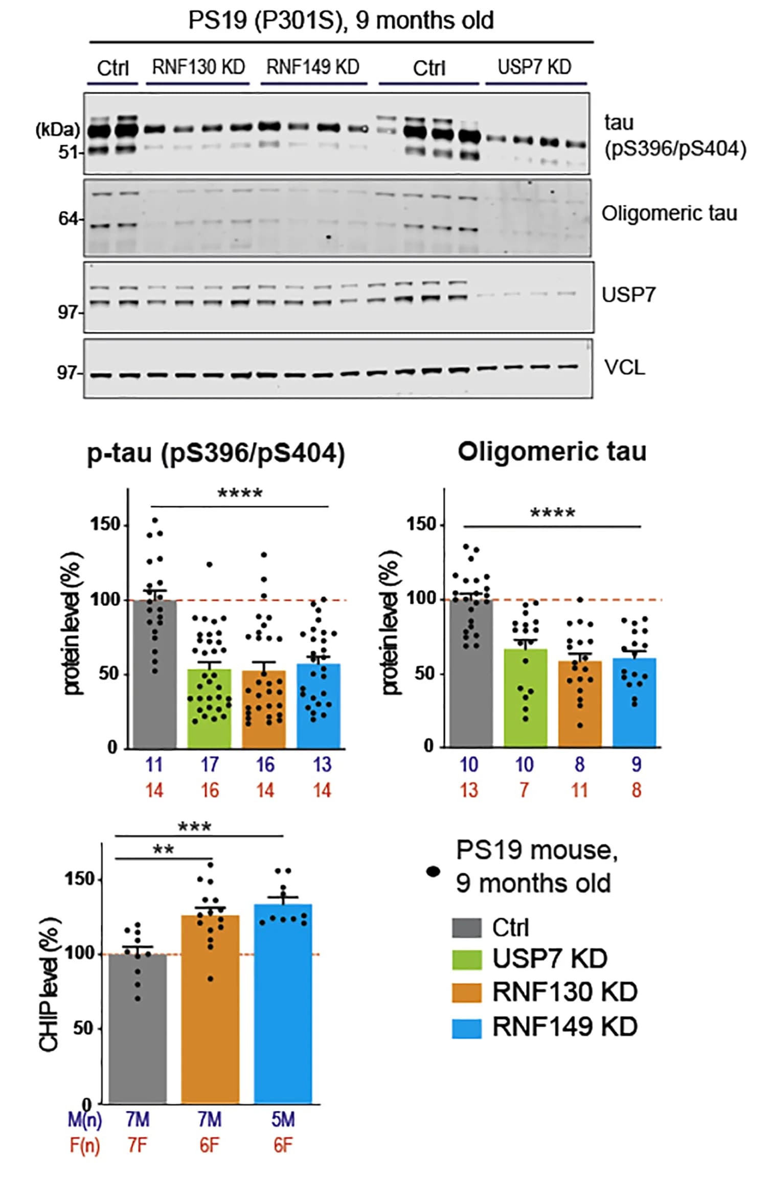 Open access visualization of Bar Plot, Scatter Plot, Error Bars, Immunoblot, Quantification
