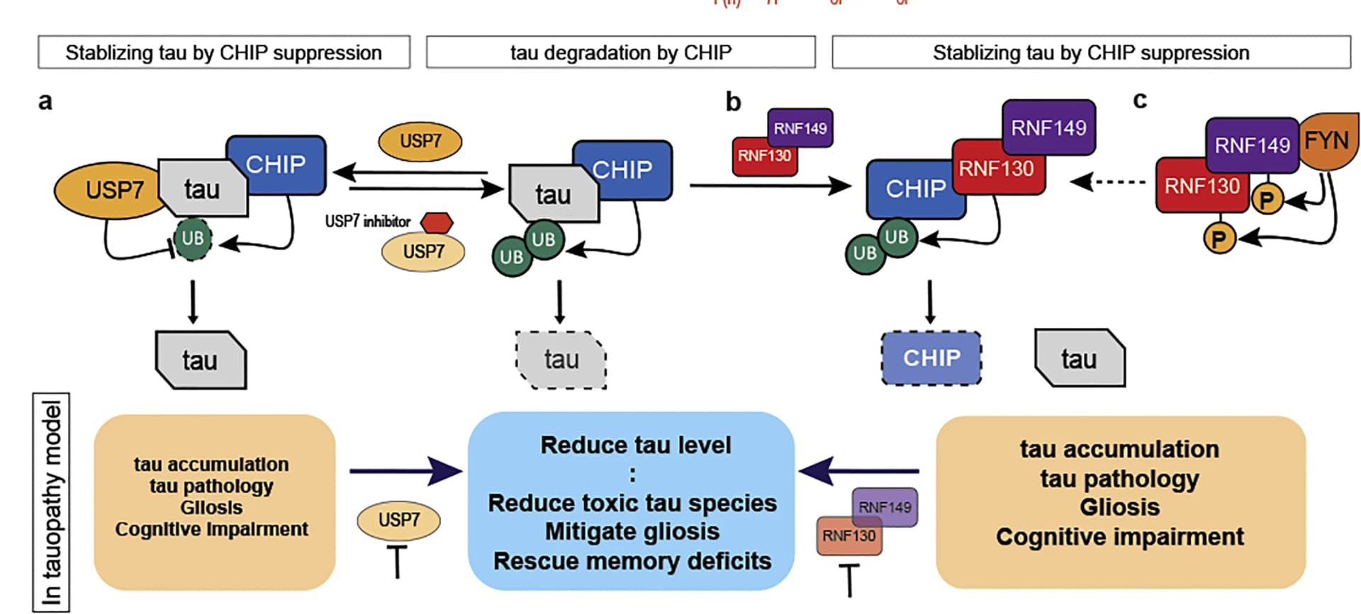 Open access visualization of Workflow, Flowchart, Illustration, Model, USP7