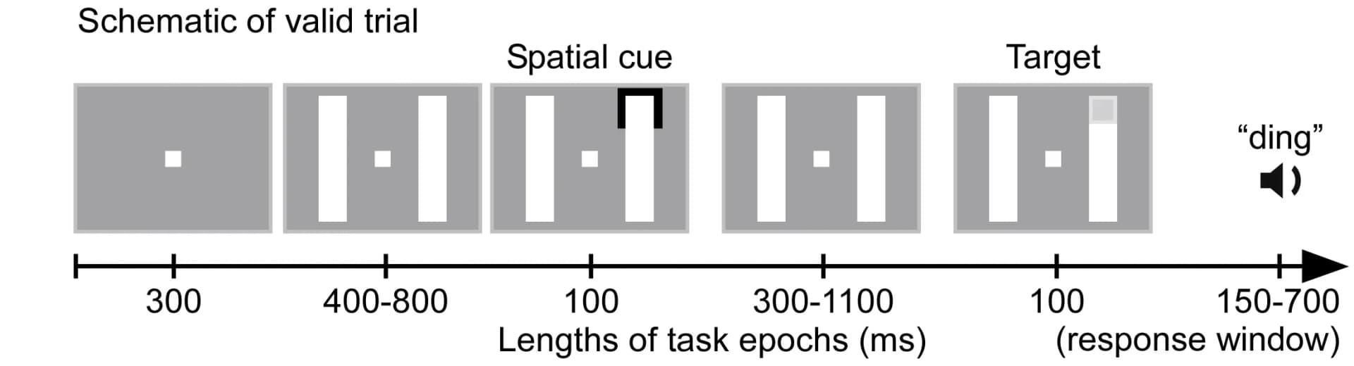 Open access visualization of Workflow, Illustration, Trial Structure, Psychophysical Experiment, Rhythmic Sampling
