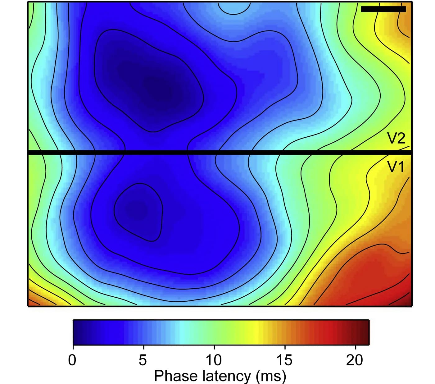 Open access visualization of Heatmap, Phase Latencies, Voltage-Sensitive Dye Signal, Macaque Areas V1, Macaque Areas V2