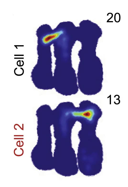 Open access visualization of Heatmap, Firing Maps, Hippocampus, Spatial Navigation, Place Cells