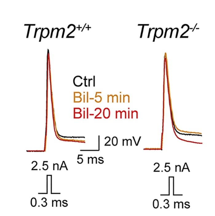 Open access visualization of Line Plot, Action Potential, Current Injection, Bilirubin, Trpm2+/+ Mice