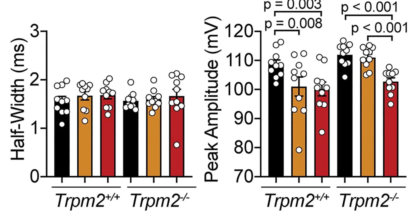 Open access visualization of Bar Plot, Error Bars, Peak Amplitude, One-way ANOVA, LSD Test
