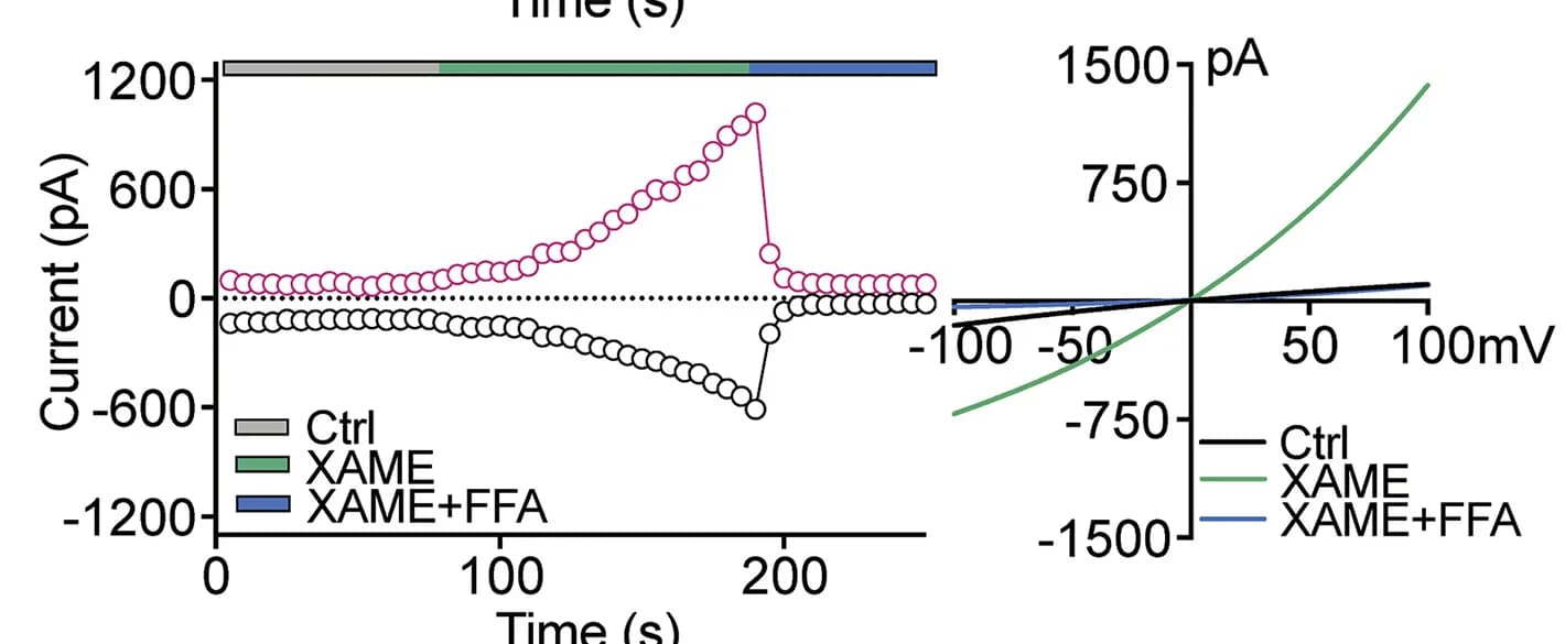 Open access visualization of Line Plot, Time course, I-V curves, Currents, XAME