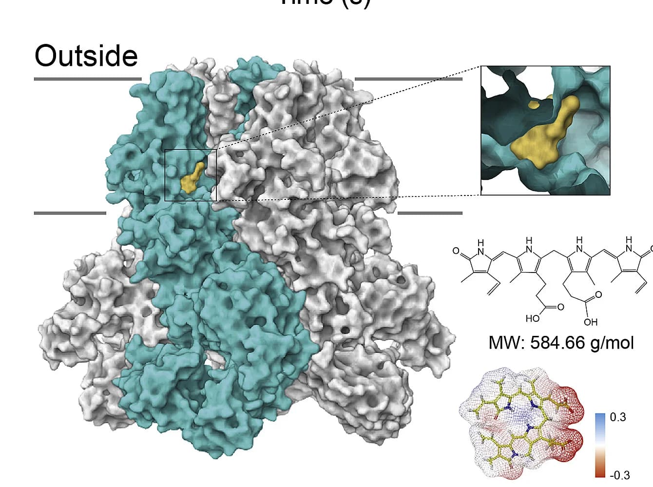 Open access visualization of Protein Structure, Chemical Structure, Molecular Docking, Bilirubin, hTRPM2