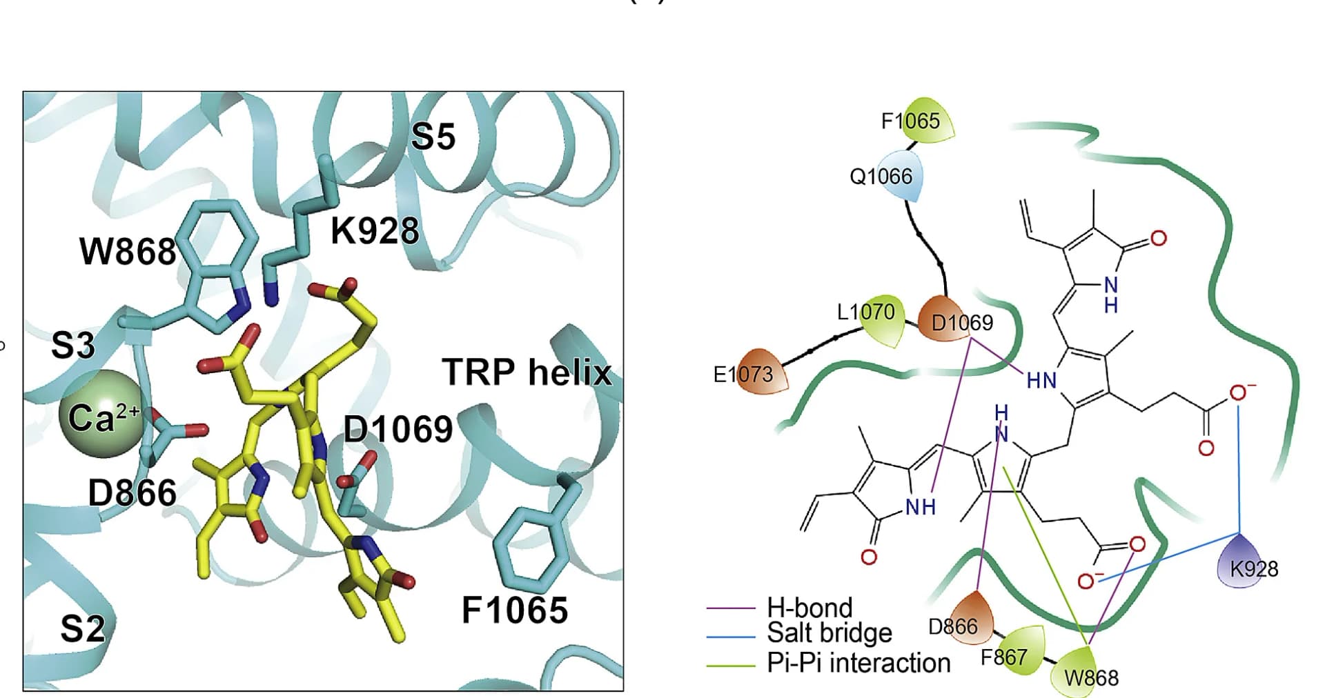 Open access visualization of Protein Structure, Chemical Structure, Bilirubin, hTRPM2, TRPM2