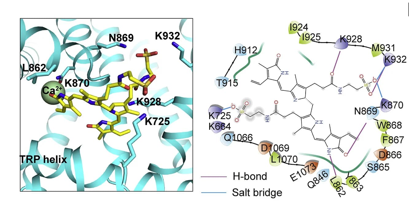 Open access visualization of Protein Structure, Chemical Structure, Molecular Docking, BDS, hTRPM2