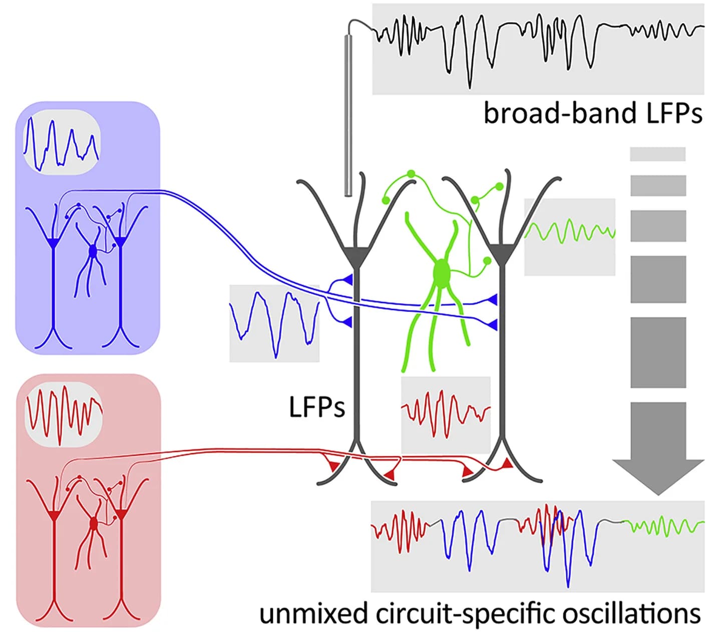 Open access visualization of Illustration, Workflow, Line Plot, Oscillations, Rhythm-Generating Circuits