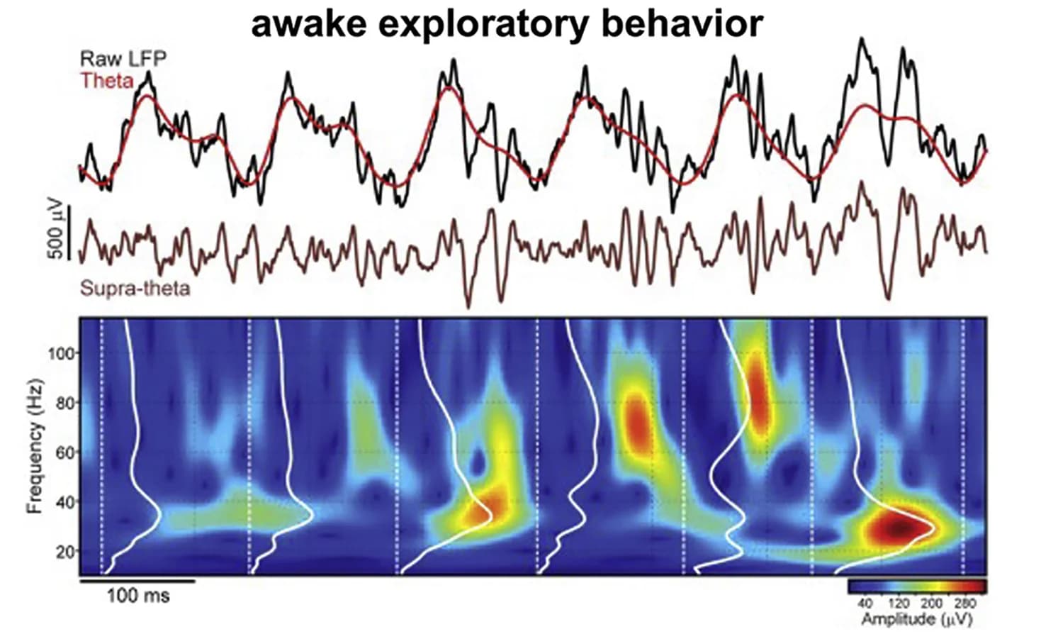 Open access visualization of Heatmap, Line Plot, Theta Oscillations, Gamma Oscillations, CA1