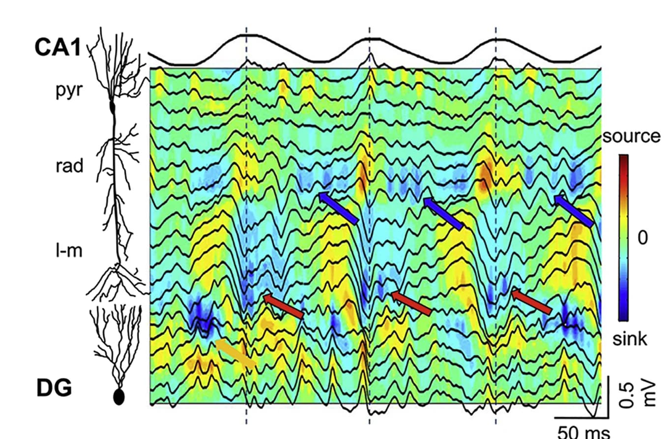 Open access visualization of Line Plot, Heatmap, Depth Profile, Hippocampal Theta Oscillations, Gamma Oscillations