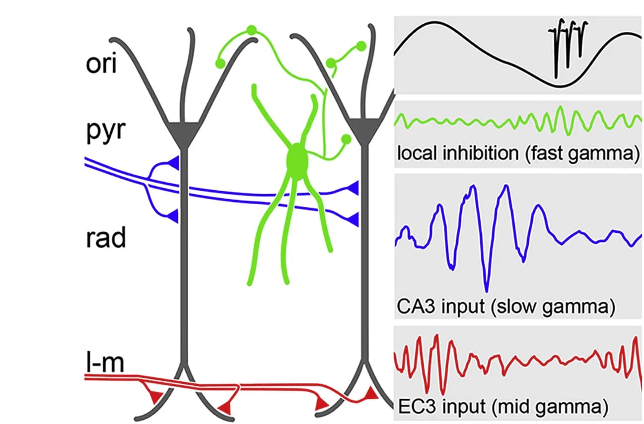 Open access visualization of Workflow, Illustration, Line Plot, Entorhinal Cortex, CA1 Apical Dendrites