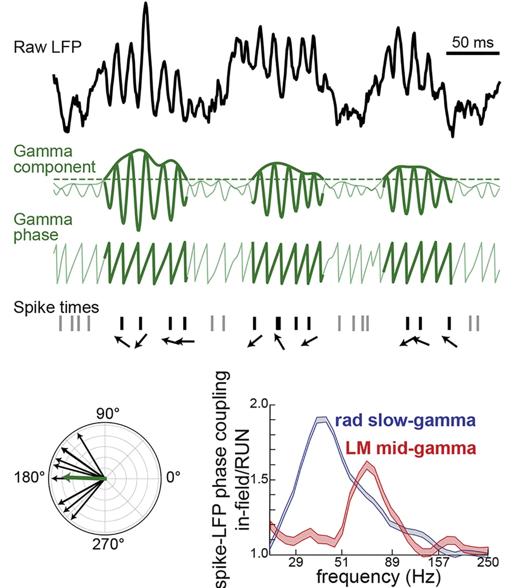 Open access visualization of Line Plot, Error Bars, Mean Vector Length, Coupling Quantification, Local Field Potentials