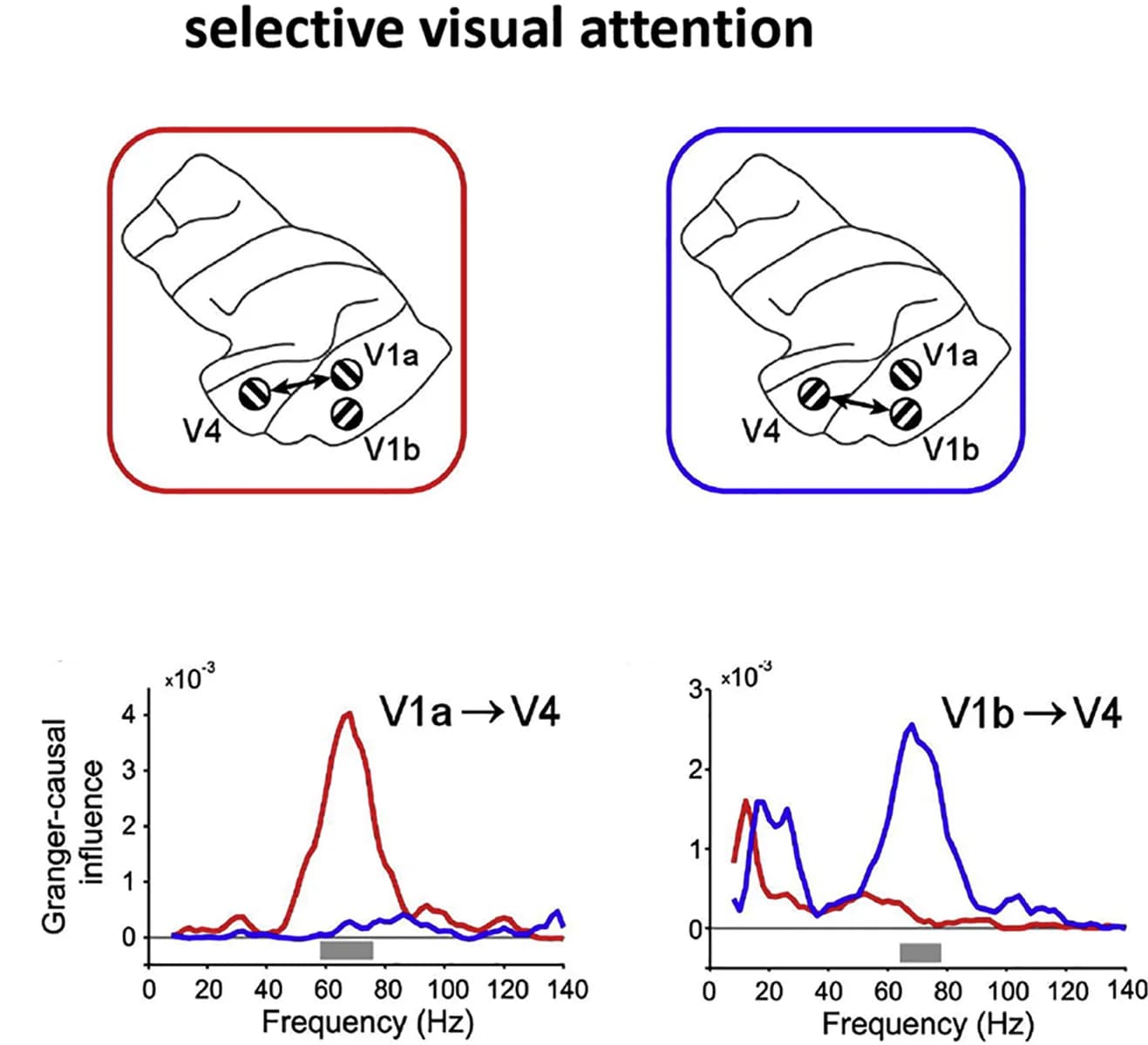 Open access visualization of Line Plot, Illustration, Visual Cortex, Gamma Oscillations, Visual Stimulus